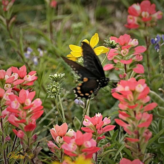 Butterfly on Indian Paintbrush